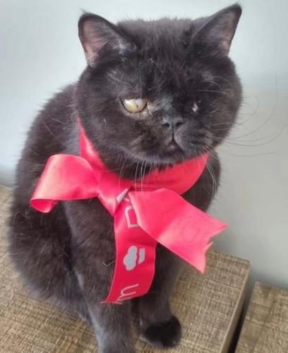 Engelli canlara öncelik fotoğraf