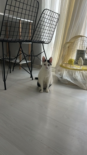 Oyuncu Ev Çocuğu Tekirimiz Yeni Yuvasını Arıyor fotoğraf