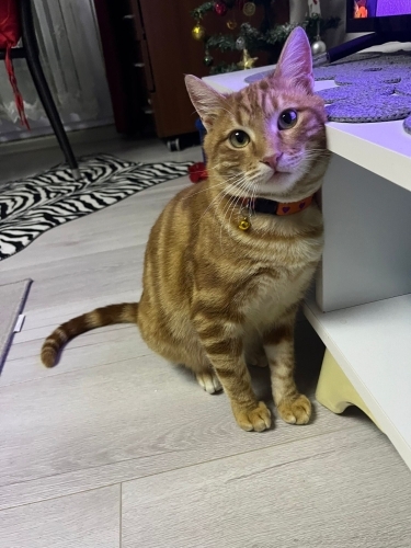 Acil yuva acil acill fotoğraf