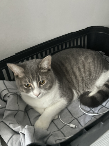 Acil Yuva arıyoruz fotoğraf