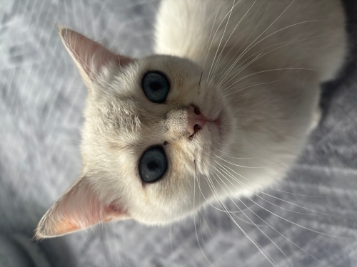 bu tatlı kediye yuva olalım fotoğraf