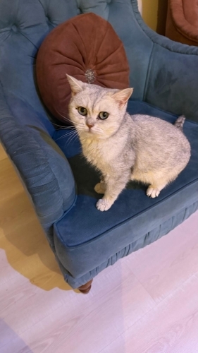 Ömürlük yuva arayıyoruz! fotoğraf