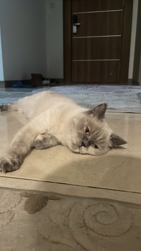 Lucy yuva arıyor! fotoğraf