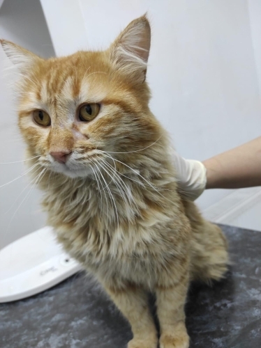 VETERİNERDE SÜREMİZ DOLUYOR LÜTFEN ŞANS TANIYIN fotoğraf