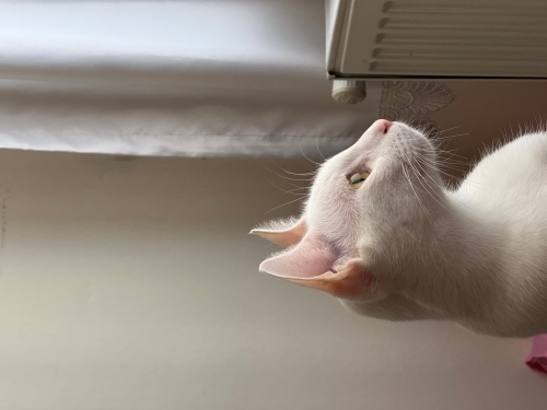 Minnoş(ücretsiz) fotoğraf