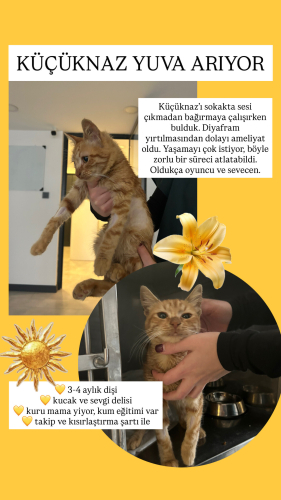 Küçüknaz Yuva Arıyor fotoğraf