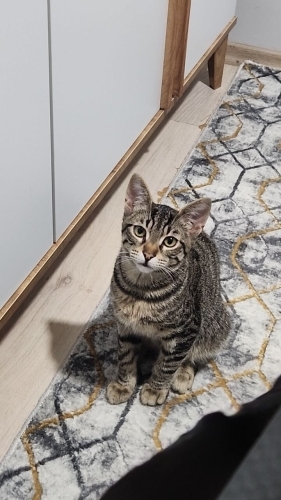 hareketli çılgın kedi fotoğraf