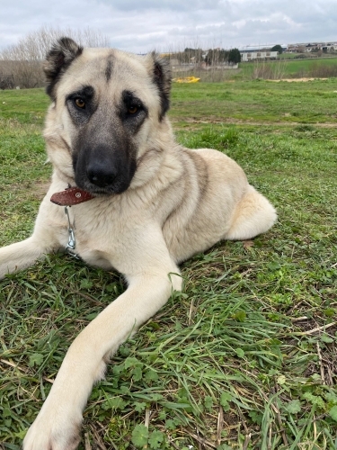 Görkemli yapısıyla Sultan yeni yuvasını arıyor fotoğraf