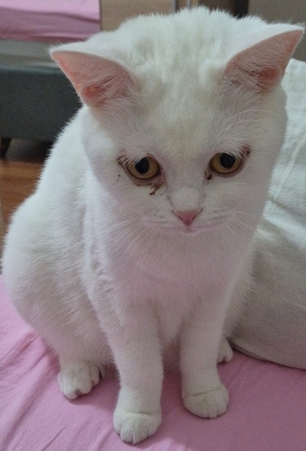 Sakin uysal bir kedi fotoğraf