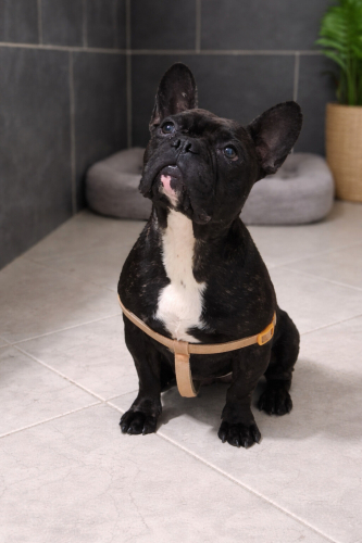 Ücretsiz sahiplenme French bulldog fotoğraf