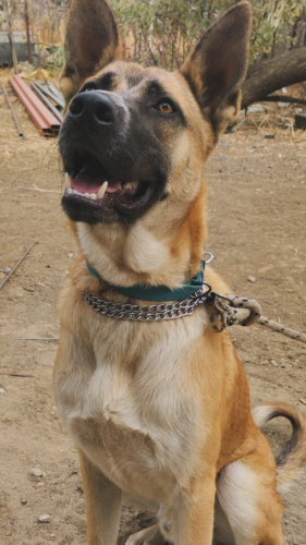 Belçika malinois fotoğraf