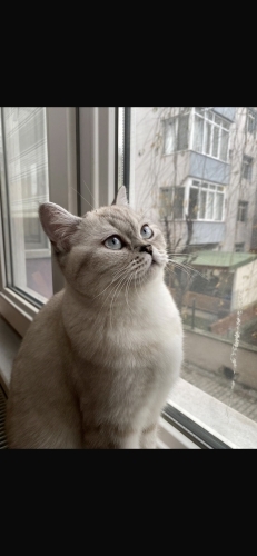 güzel kızımız lumi fotoğraf