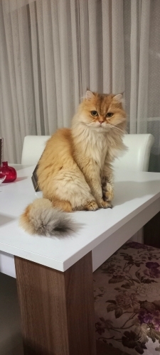 Prenses Kedimiz fotoğraf