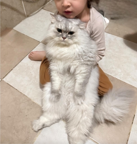 Ücretsiz Sahiplendirme – 2 Yaş Erkek Kısır Kedi fotoğraf