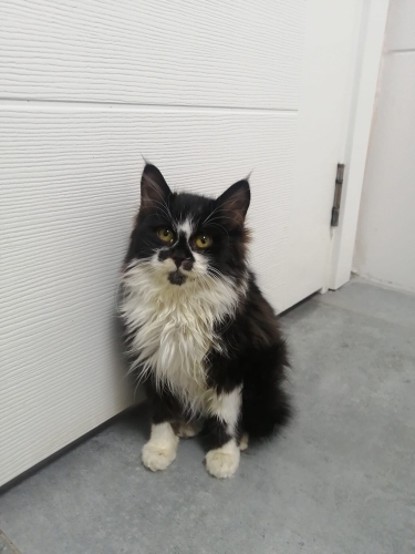 3 aylık erkek yuva fotoğraf