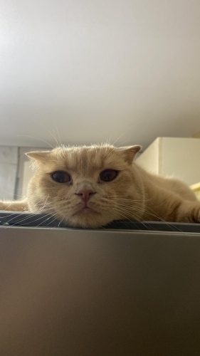 Golden Scottish Leo fotoğraf