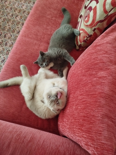 Pablo ve Leo yuva ariyor fotoğraf