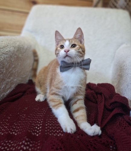 Zıpır, 3 aylık erkek oyuncu fotoğraf