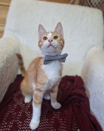 Zıpır, 3 aylık erkek oyuncu fotoğraf