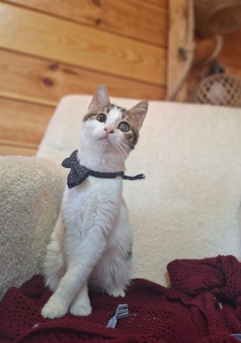 Bulut, 3 aylık dişi 1 gözü görme engelli fotoğraf