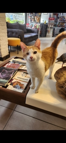 Kör oğlumuz sokakta yasayamaz ona ömürlük yuva ariyoruz. fotoğraf