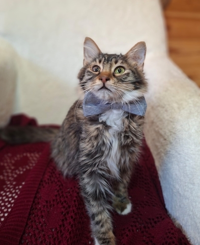 Aslan, 3 aylık erkek, oyuncu fotoğraf