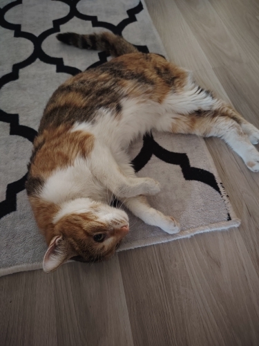 Güzeller güzeli Sindy fotoğraf