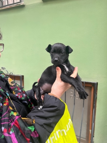 KÜÇÜK IRK BEAGLE MELEZİ BİR GÜZELLİK fotoğraf