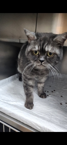 Ponpon kalici yuvasini ariyor fotoğraf