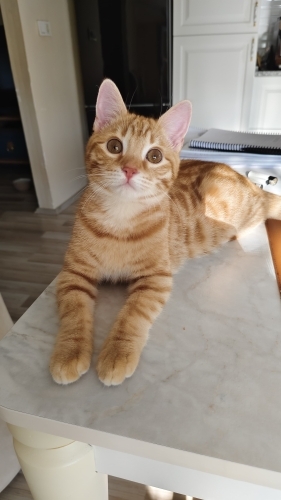 Sevimli Kedimiz Leo fotoğraf