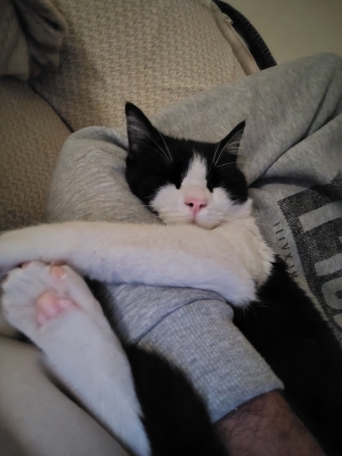 İnsan canlısı Felix fotoğraf