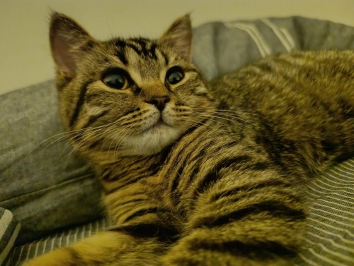 Kedi sahiplendirme fotoğraf