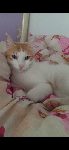 Aşırı uysal sevgi dolu gezmeye bayılıyor tam bir anadolu cocugu 😀 fotoğraf