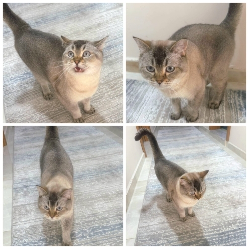 British kedimize ömürlük yuva arıyoruz fotoğraf