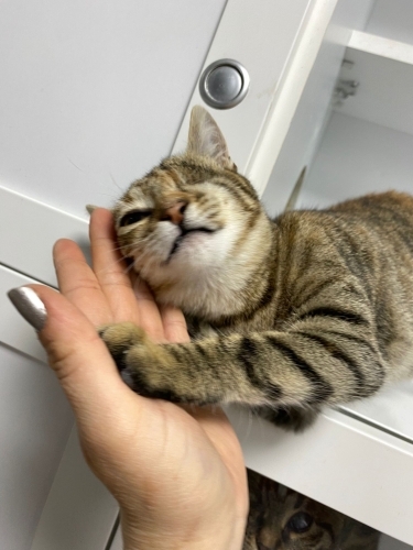 Cilveli kız Mira ömürlük yuvasını arıyor fotoğraf