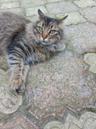 Norveç orman kedisi Peluş ömürlük yuvasını arıyor fotoğraf