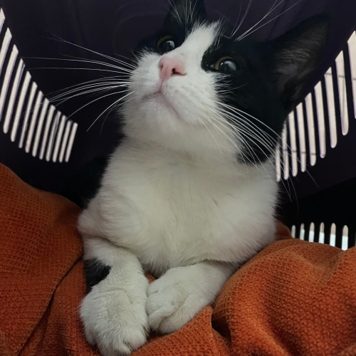 sevgi pitircigi Sylvester omur boyu sevilecegi yuvasini ariyor fotoğraf