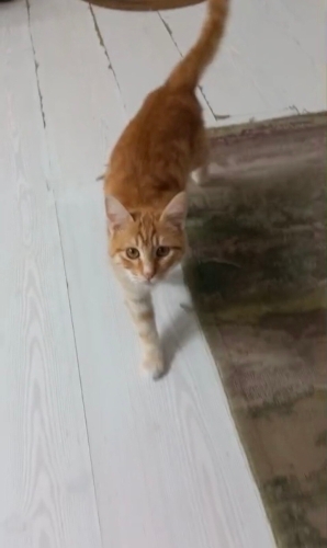 Sarman şeker ömürlük yuvasını arıyor fotoğraf