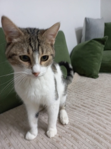 Miskin bebek ömürlük yuvasını arıyor fotoğraf