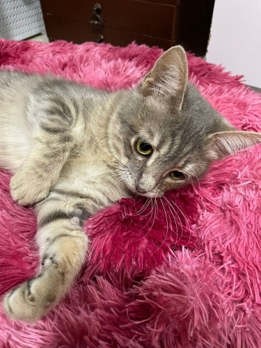 Sevgi Dolu Yavruya Yuva fotoğraf