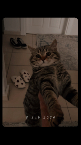 SİMBAYA YUVAR ARIYORUZ fotoğraf