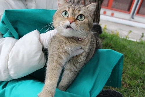 BRİTİSH SORTHAİR ÇİPLİ,KARNELİ VE KISIR‼️ fotoğraf