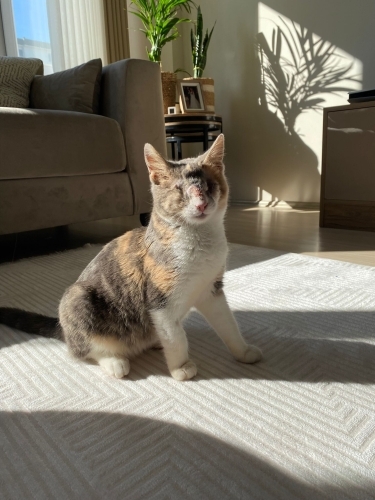 Ücretsiz sahiplenme pofidik kaliko yavru acil yuva fotoğraf