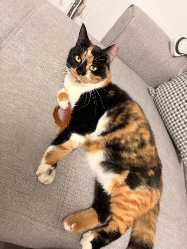 Ücretsiz sahiplenme kalkıko güzeli acil yuva fotoğraf