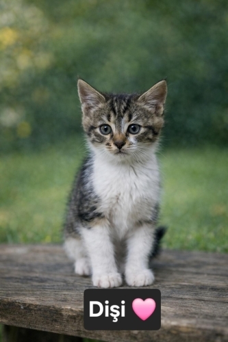 Acil yuva aranıyor fotoğraf