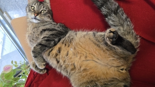 Acil! Barınağa gitmeden kurtaralım fotoğraf