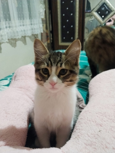 Evde 4 tane var çok zorlanıyorum fotoğraf