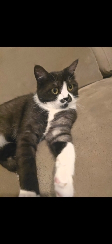 Çok sakin, sevecen. fotoğraf