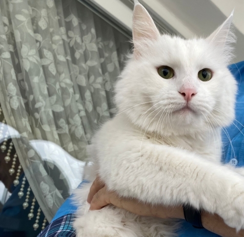 Reis geçici yuvasında fotoğraf