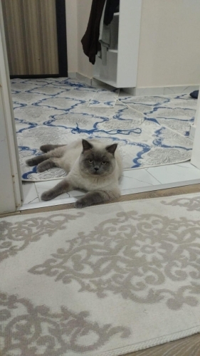 Sevimli ve sakin bir kedi sıcak bir yuva arıyor 🐾 fotoğraf